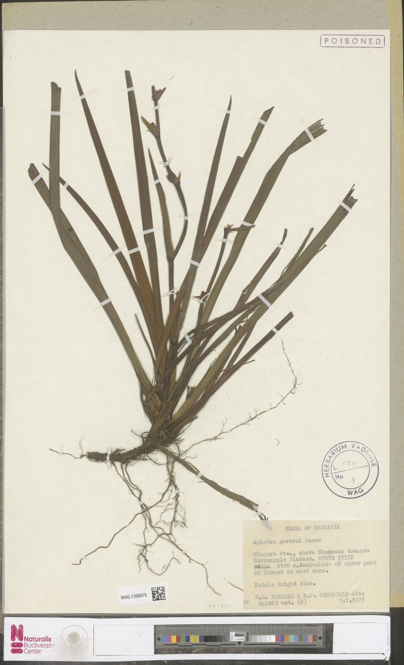 Aristea goetzei