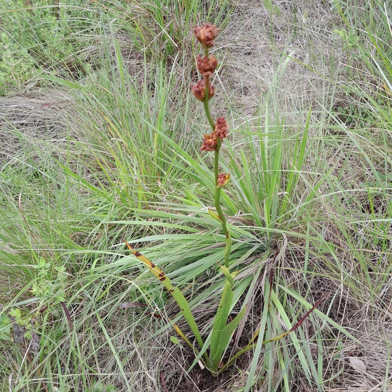 Aristea grandis photo 2
