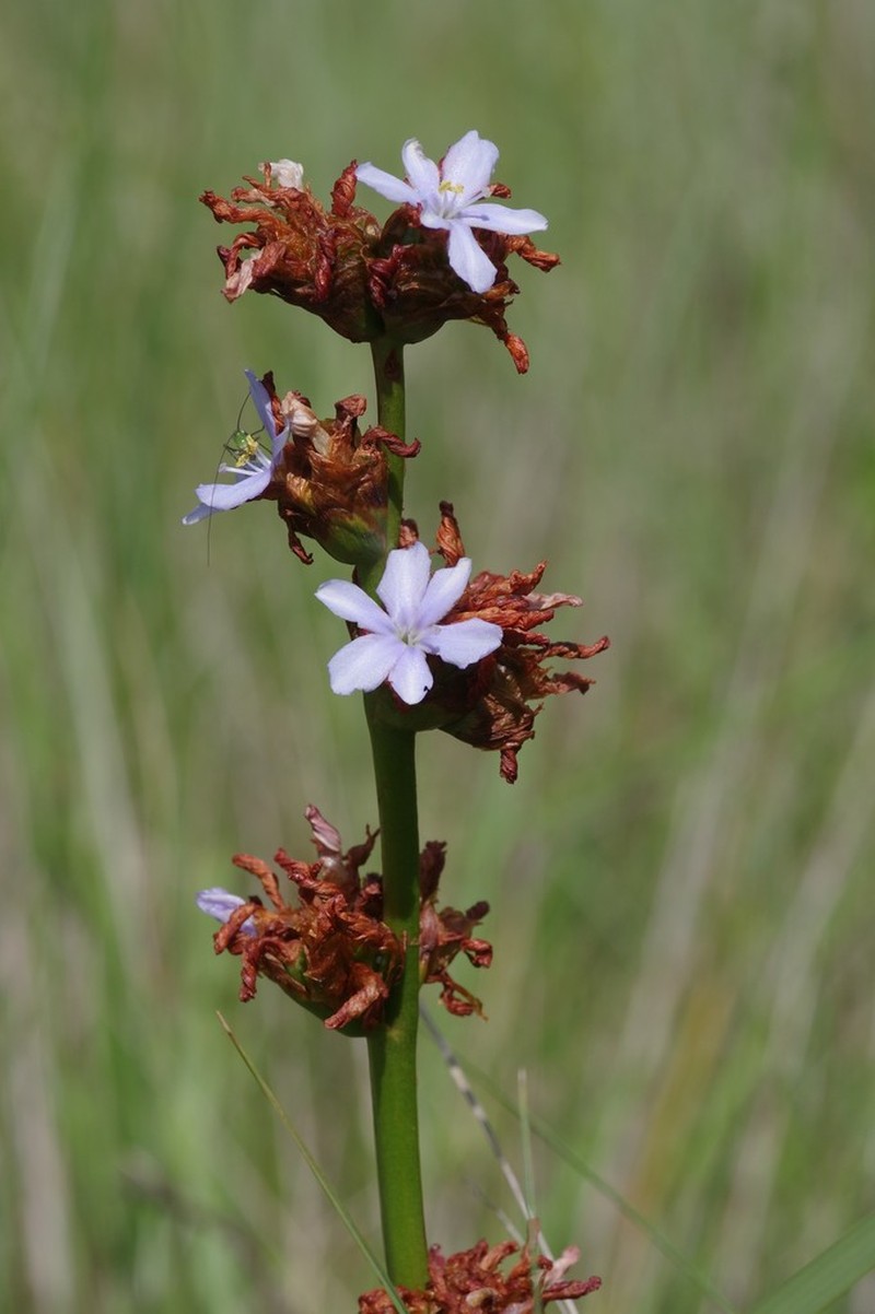 Aristea grandis photo 3