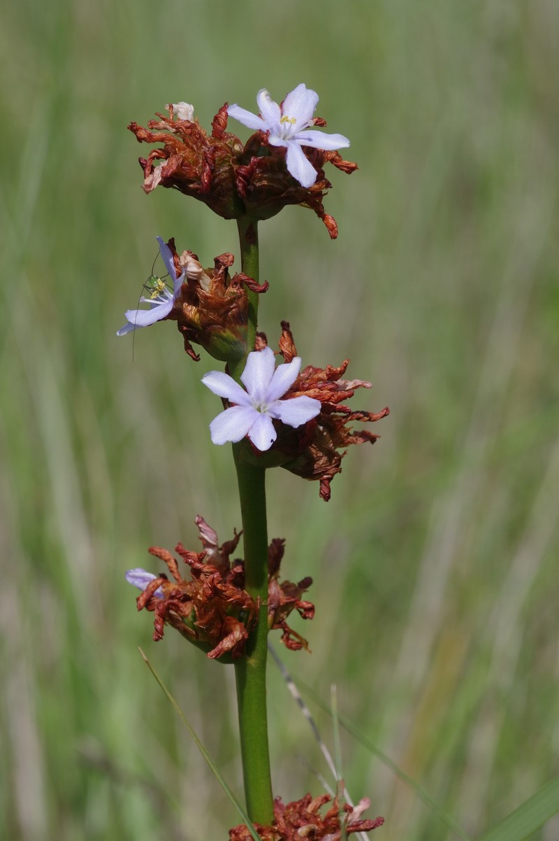 Aristea grandis photo 4
