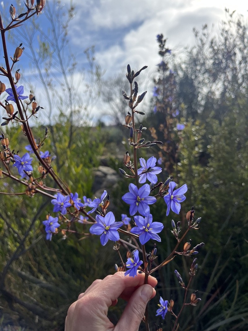 Aristea inaequalis