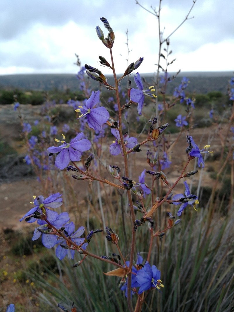 Aristea inaequalis photo 3