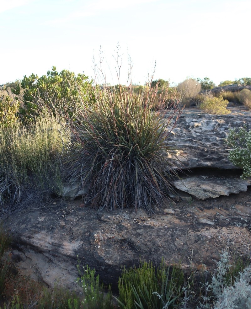 Aristea inaequalis photo 4