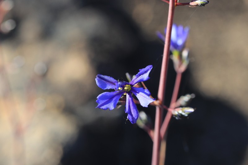 Aristea inaequalis photo 6