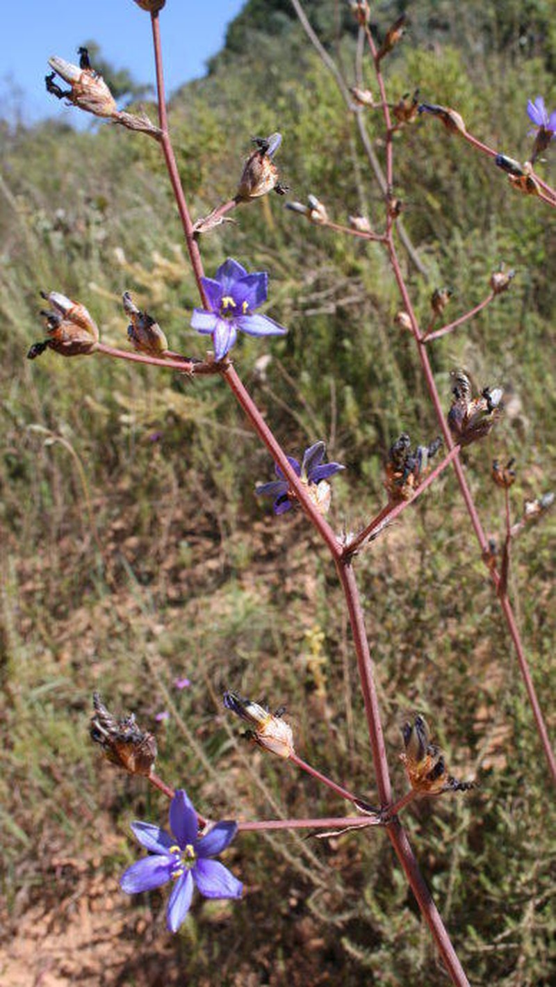 Aristea inaequalis photo 8