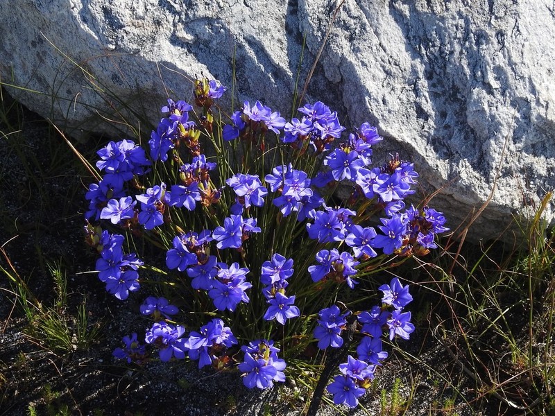 Aristea juncifolia