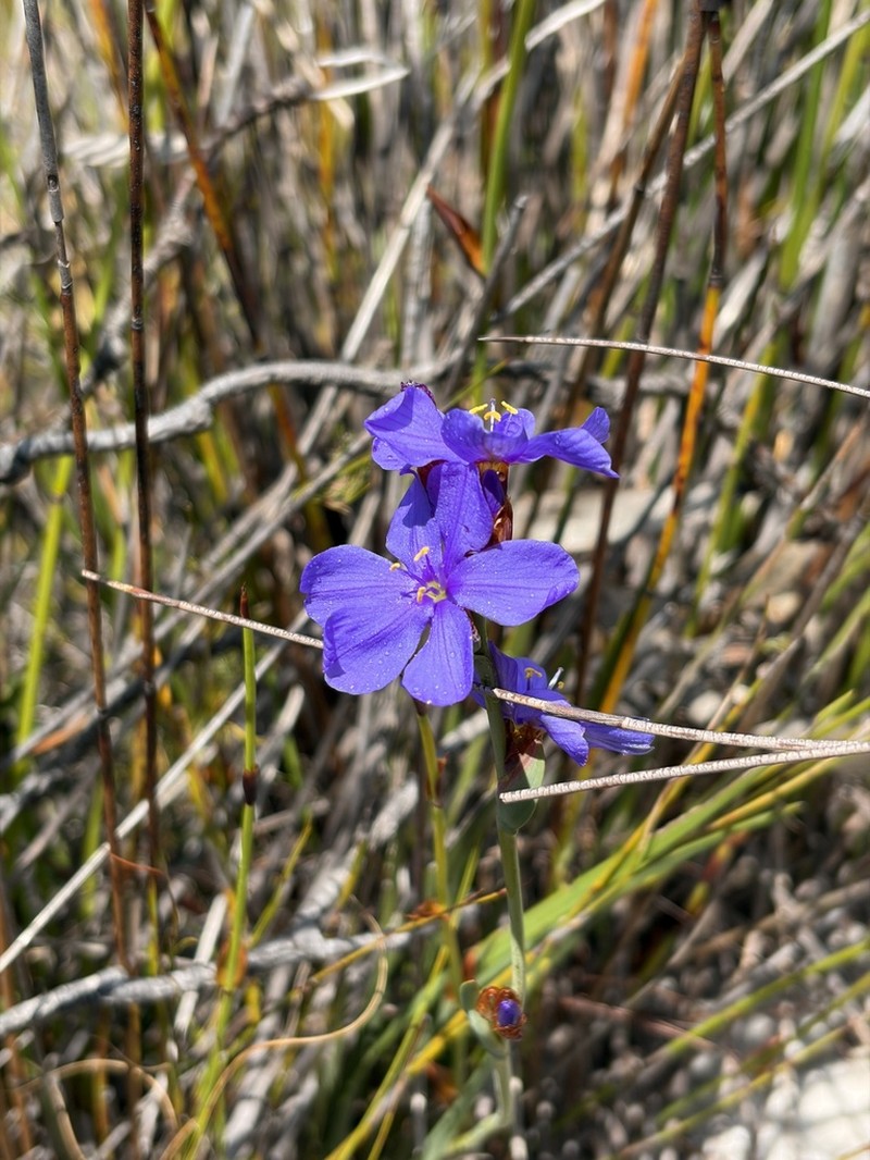Aristea juncifolia photo 2
