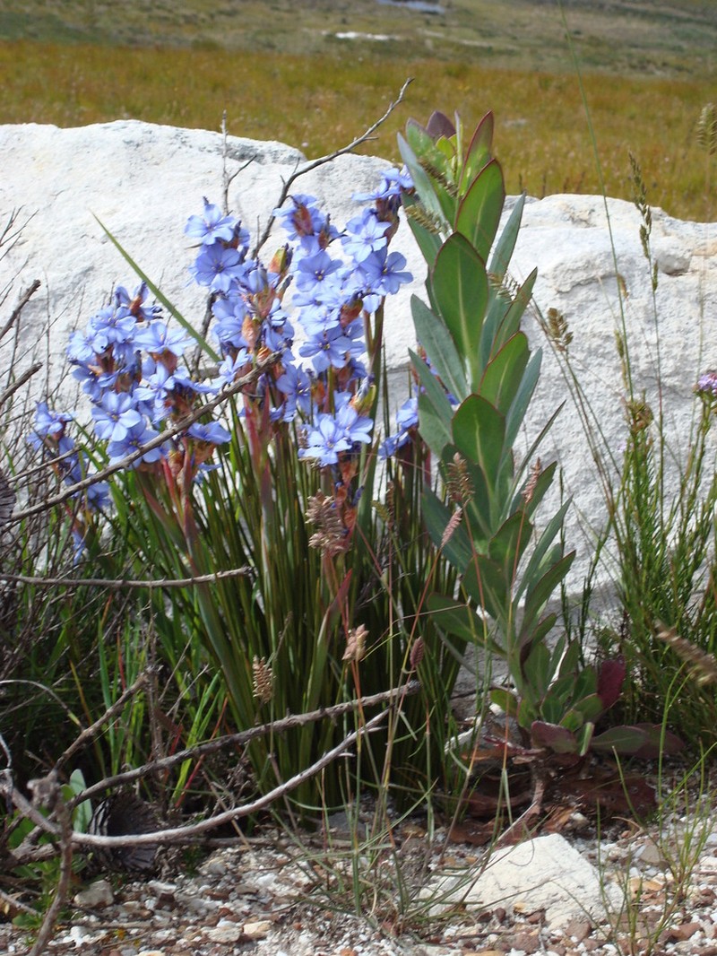 Aristea juncifolia photo 3