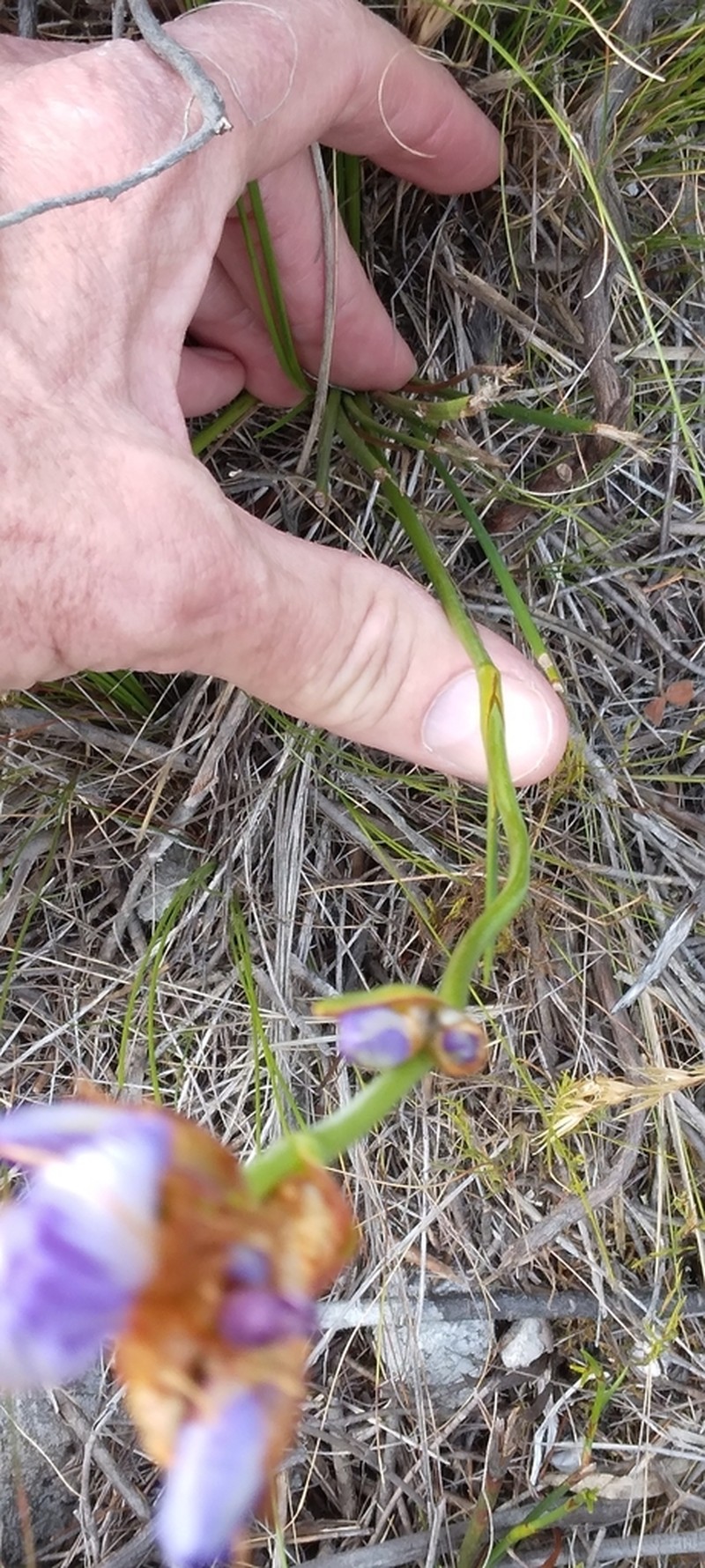 Aristea juncifolia photo 4