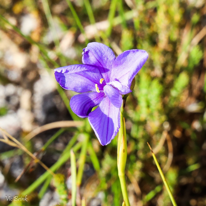 Aristea juncifolia photo 5