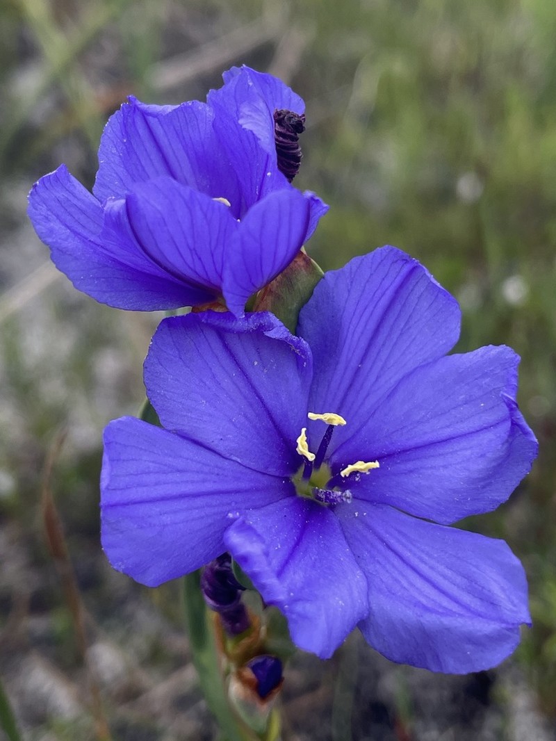 Aristea juncifolia photo 6