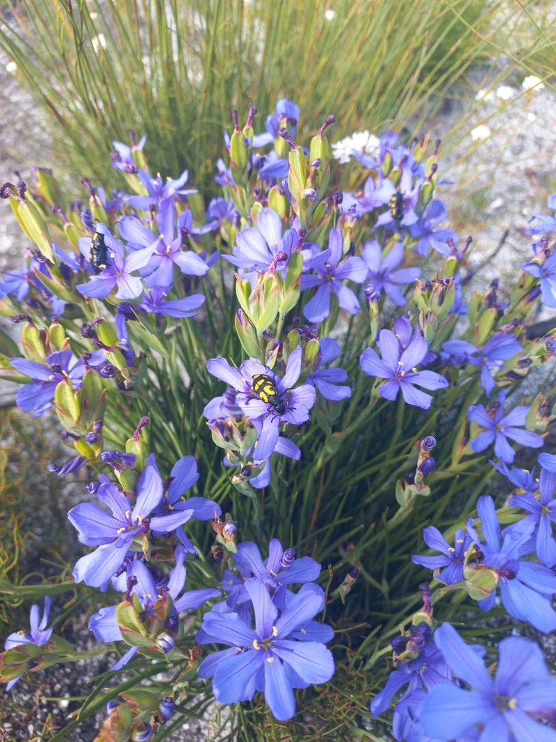Aristea juncifolia photo 7