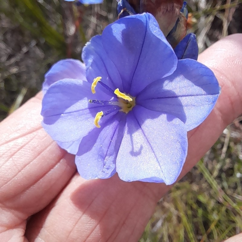 Aristea juncifolia photo 8