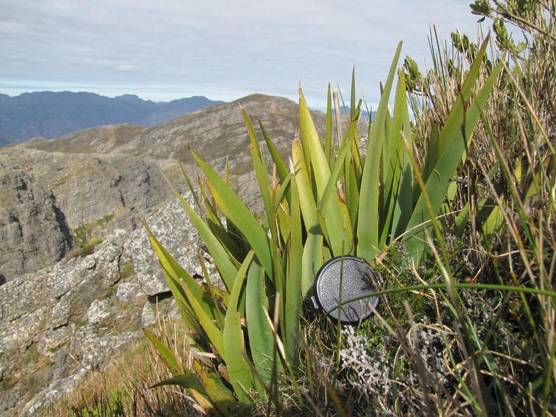 Aristea latifolia photo 2
