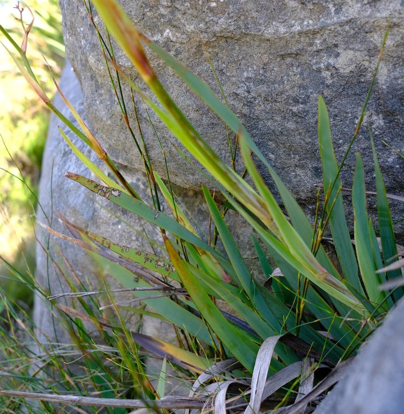 Aristea latifolia photo 3