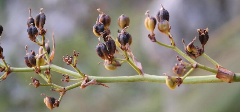 Aristea latifolia photo 4