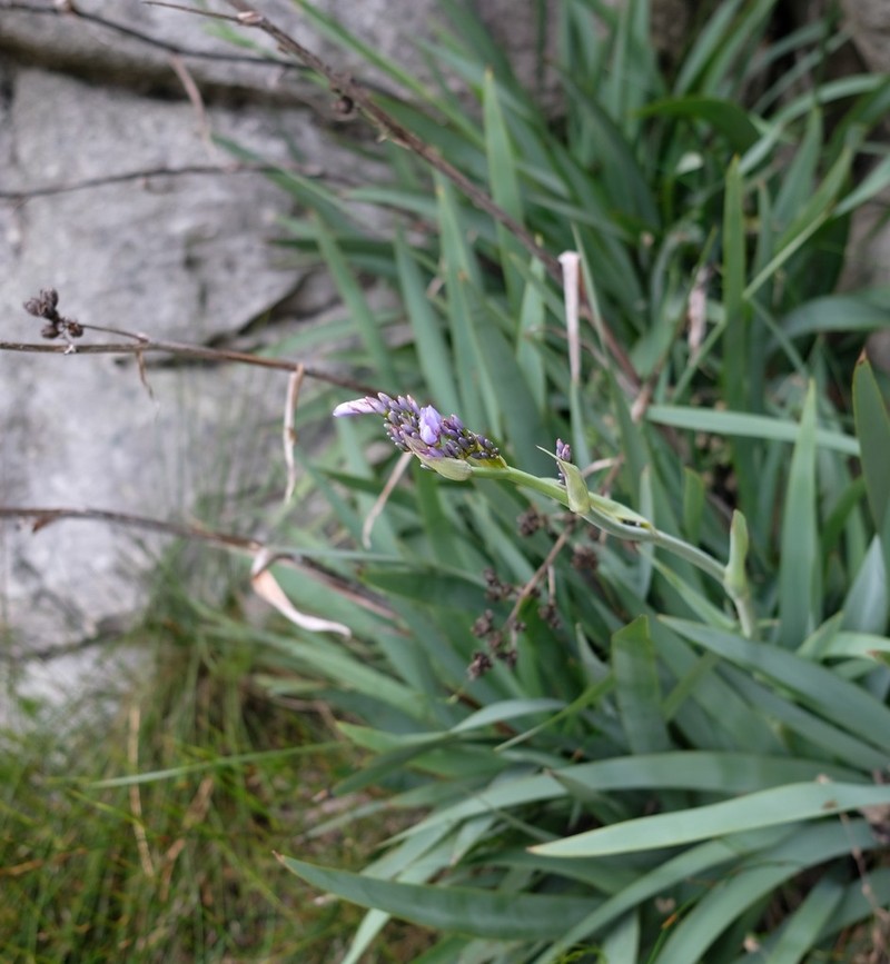 Aristea latifolia photo 5