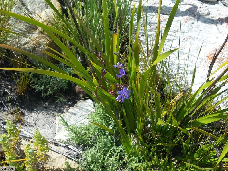 Aristea latifolia photo 7