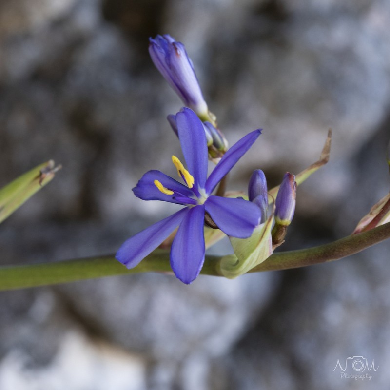 Aristea latifolia photo 8