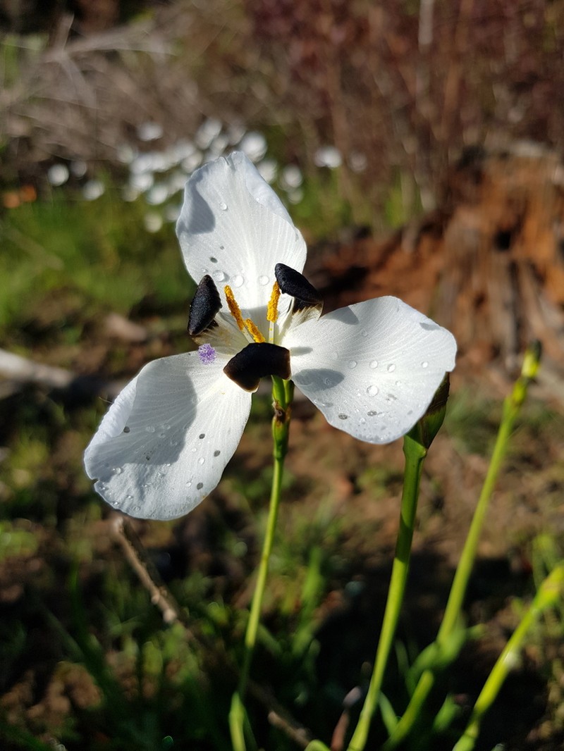 Aristea lugens photo 4