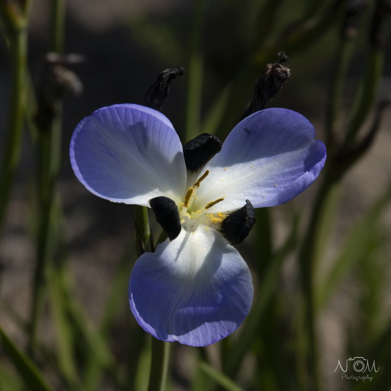 Aristea lugens photo 6