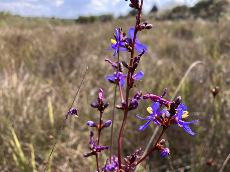 Aristea madagascariensis
