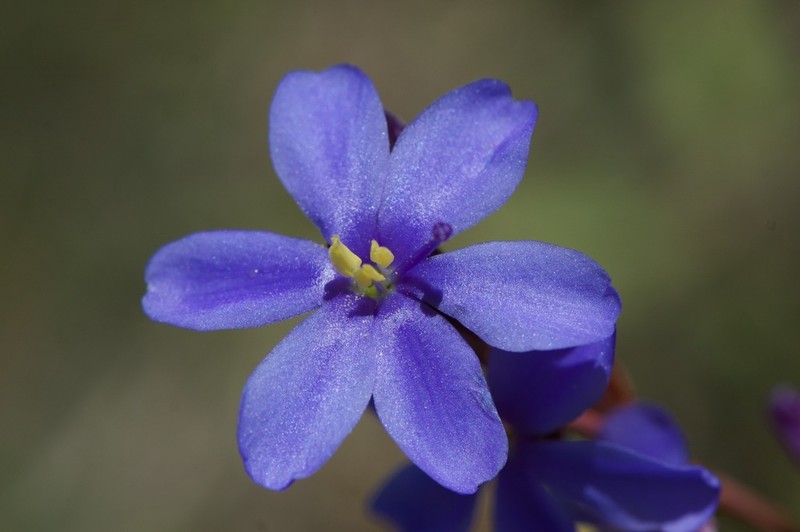 Aristea madagascariensis photo 2