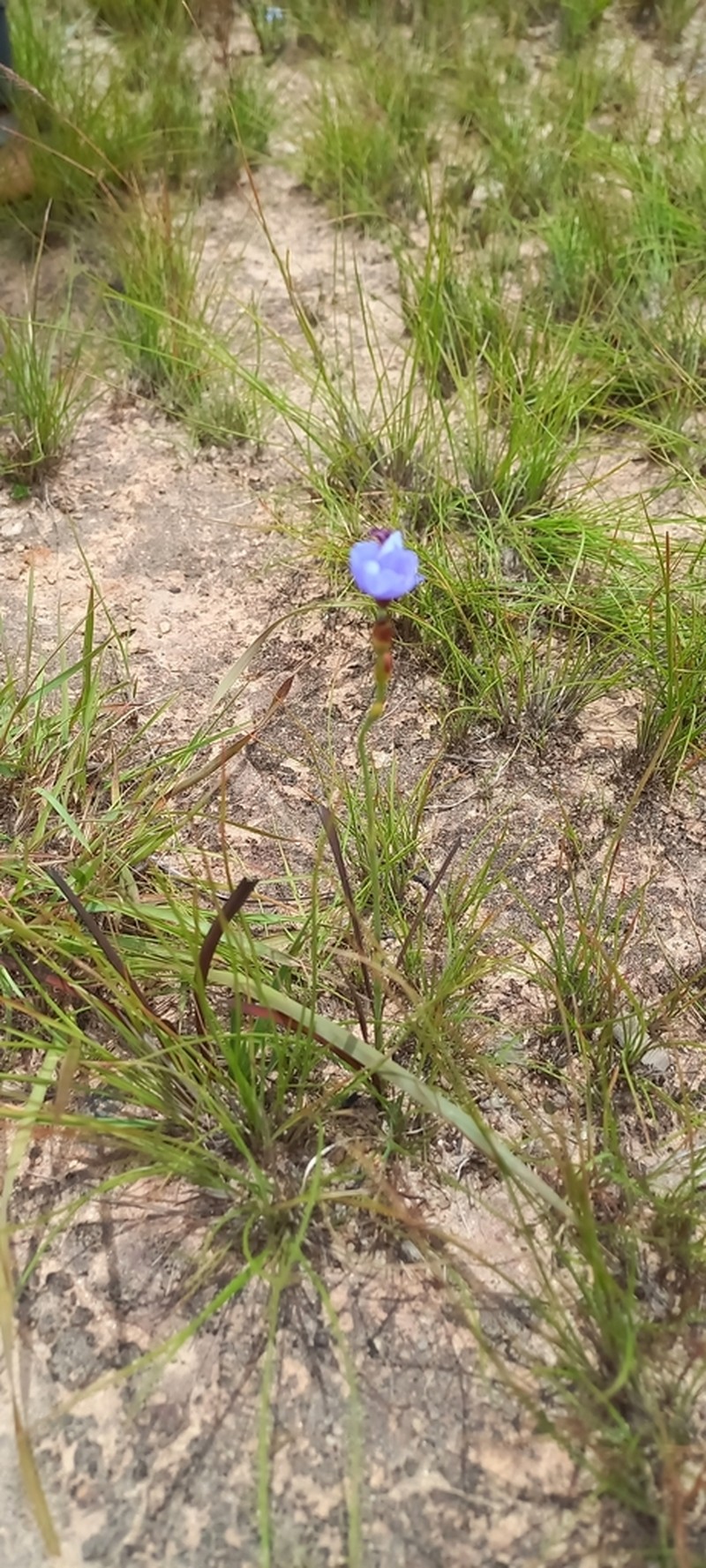 Aristea madagascariensis photo 3