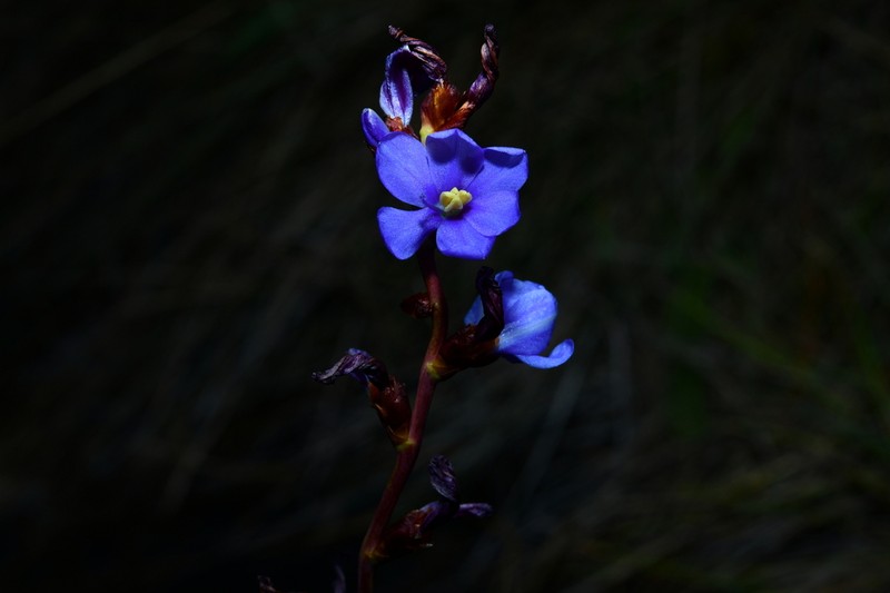 Aristea madagascariensis photo 4
