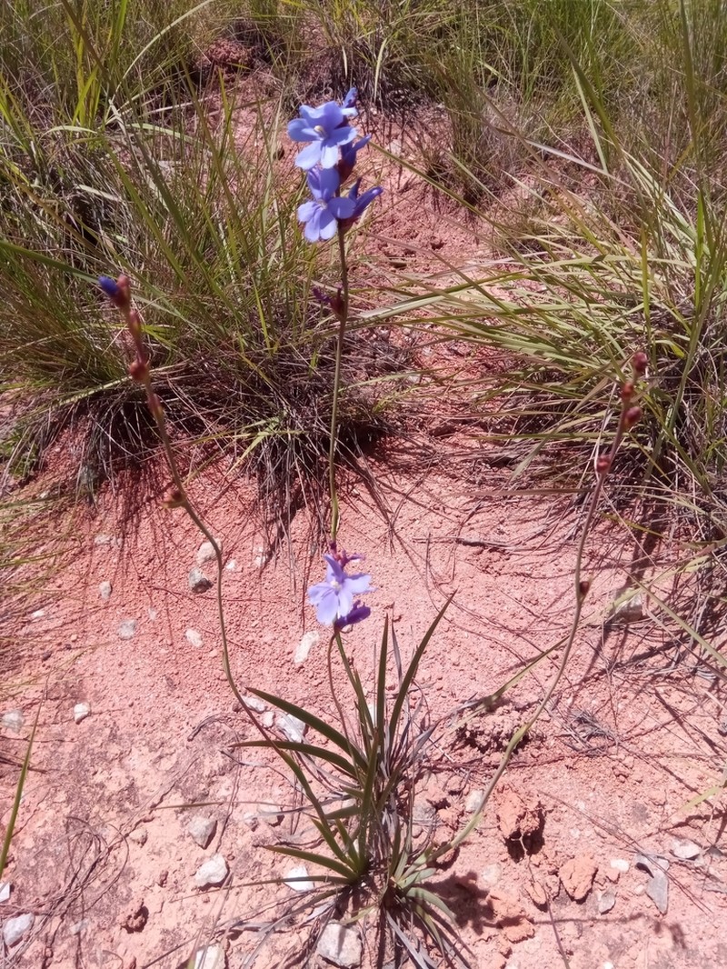 Aristea madagascariensis photo 5