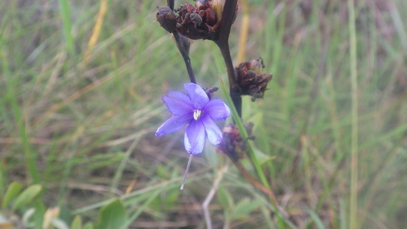 Aristea madagascariensis photo 6