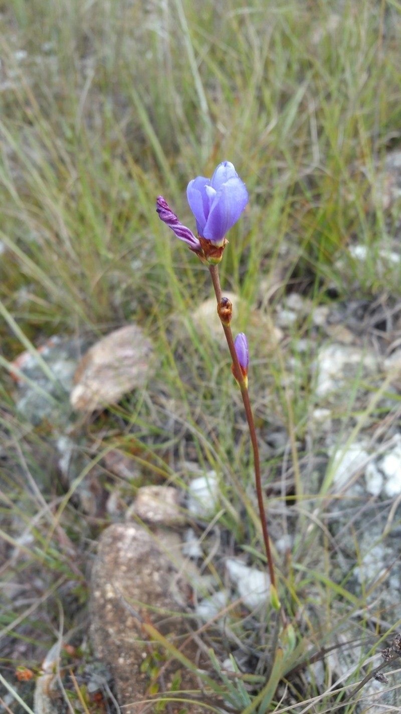 Aristea madagascariensis photo 7