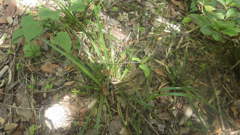 Aristea madagascariensis photo 8