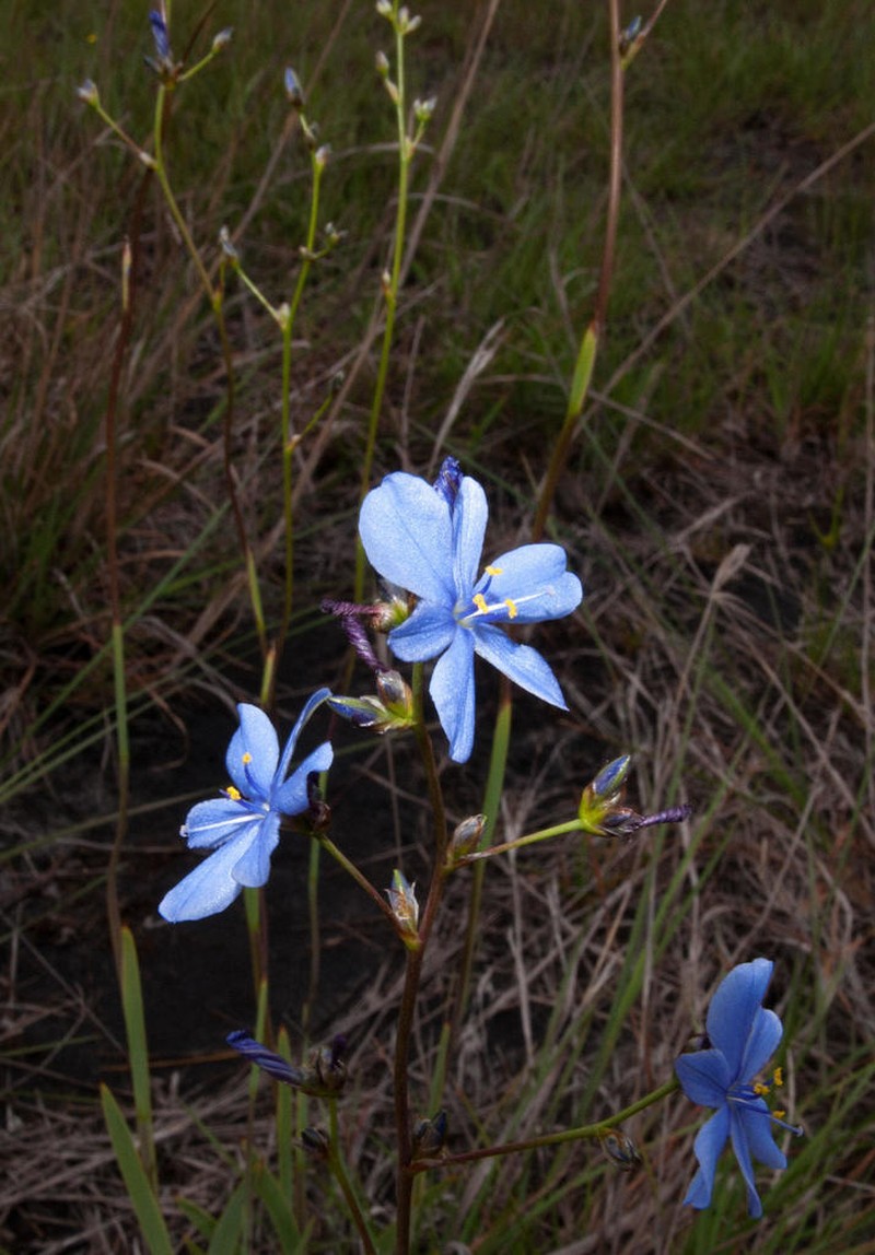 Aristea majubensis photo 8