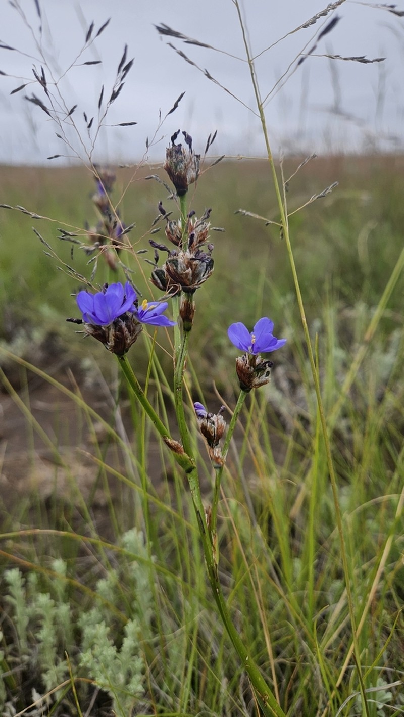 Aristea montana
