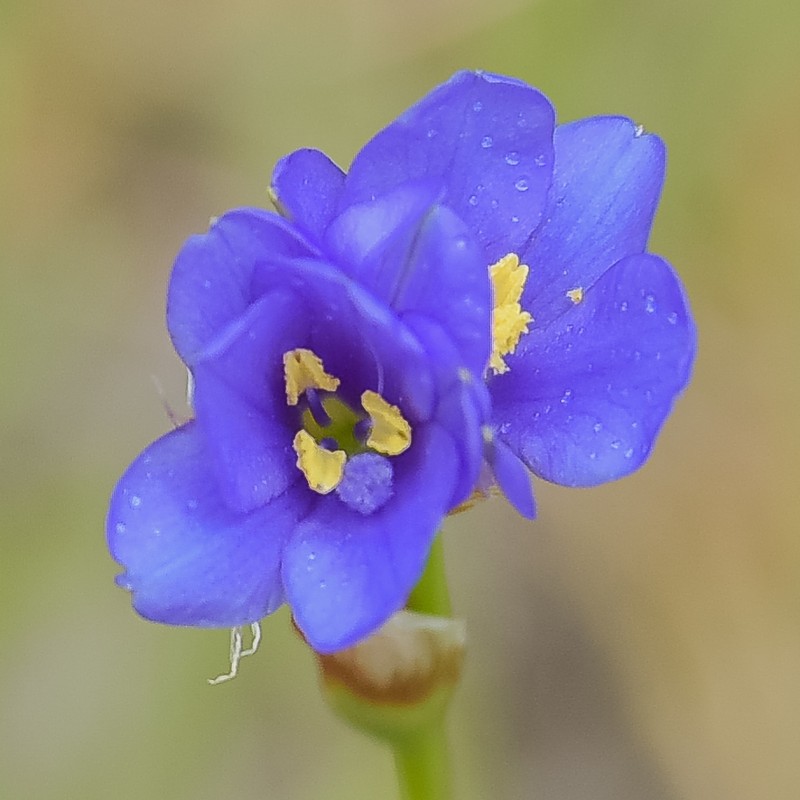 Aristea montana photo 2