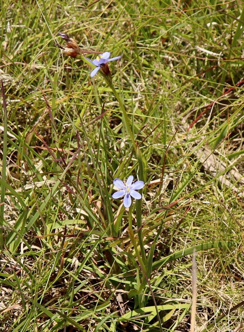 Aristea montana photo 3