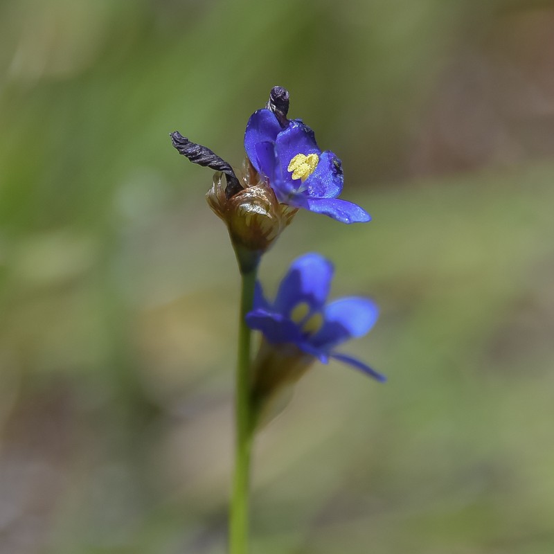 Aristea montana photo 4
