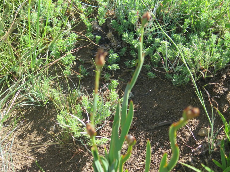 Aristea montana photo 6