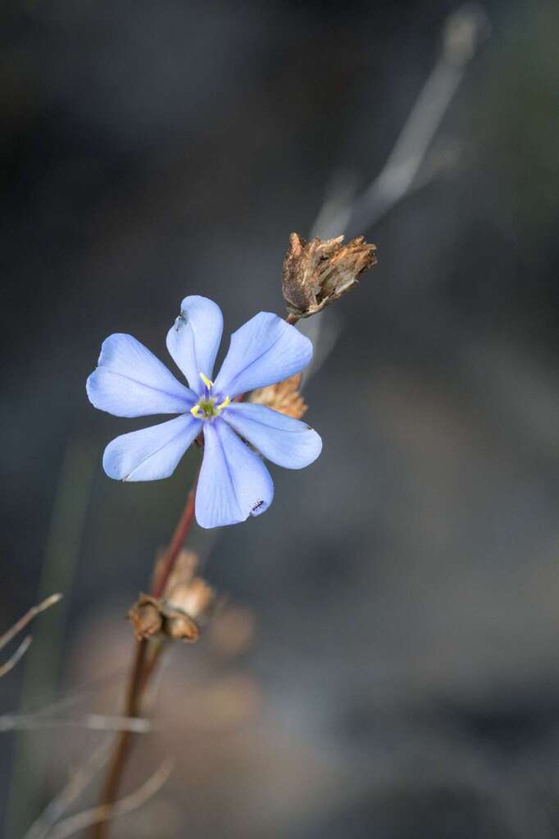 Aristea monticola