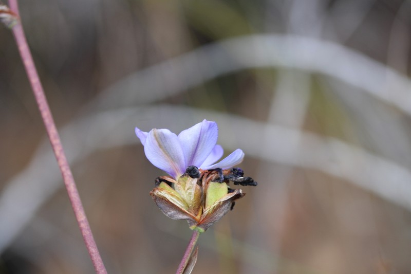 Aristea monticola photo 2