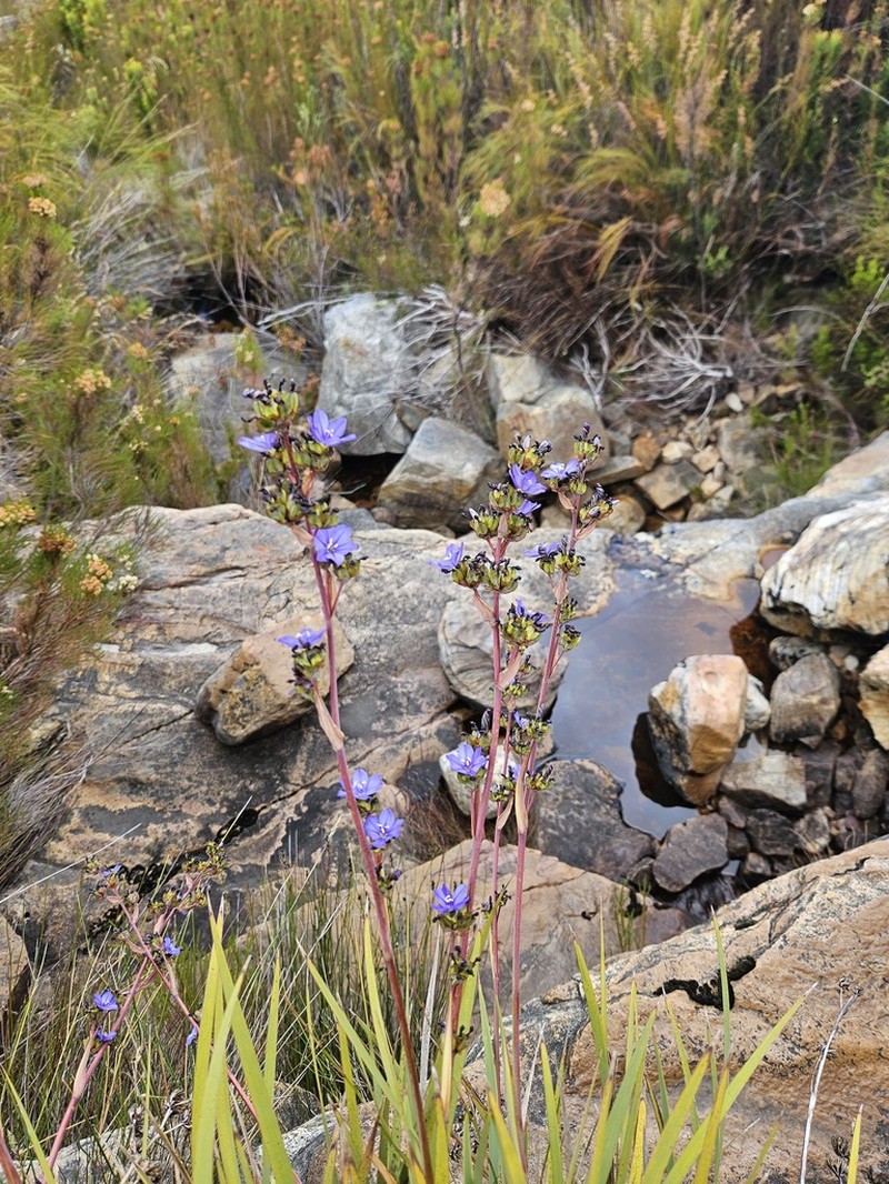 Aristea monticola photo 3