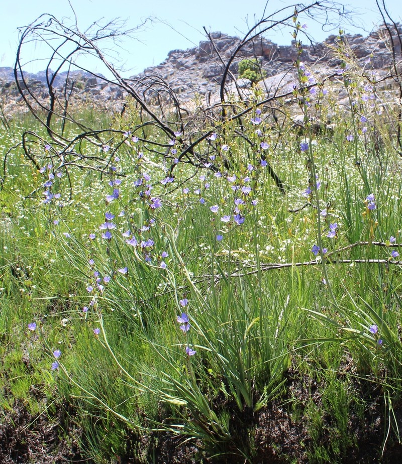 Aristea monticola photo 4