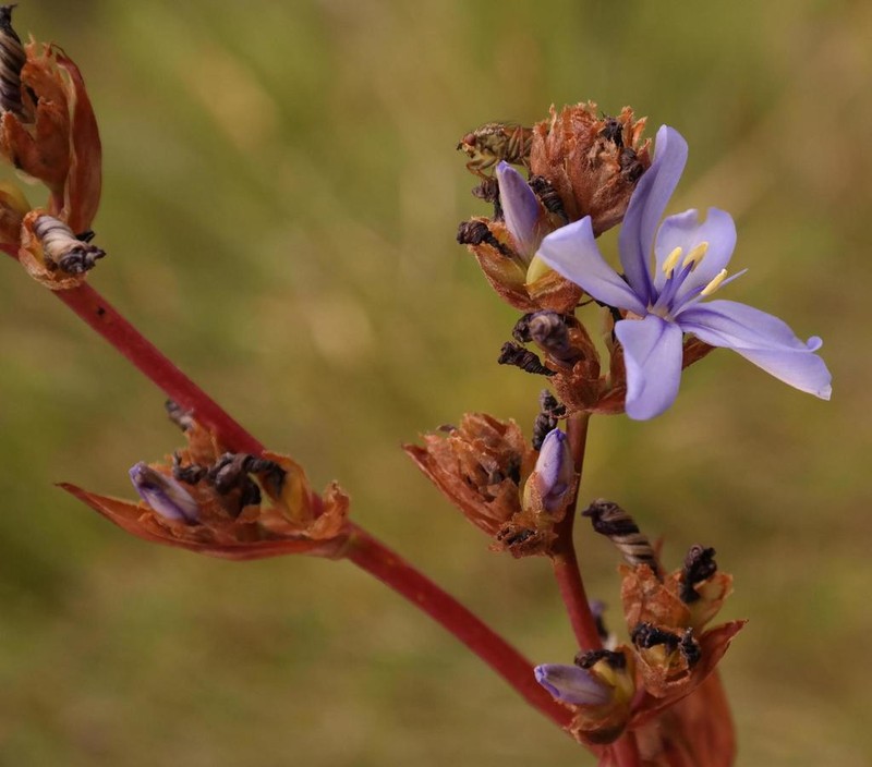 Aristea monticola photo 5