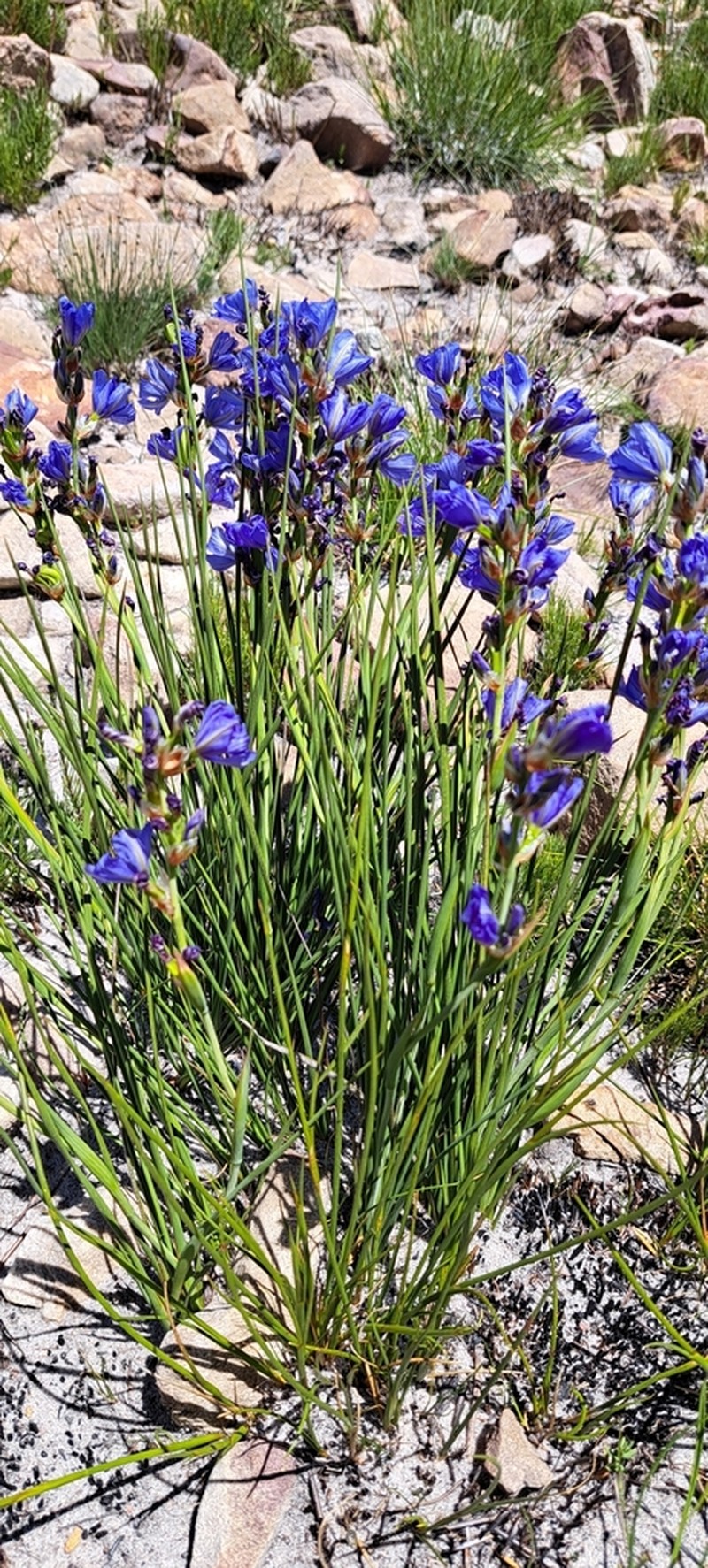Aristea monticola photo 6