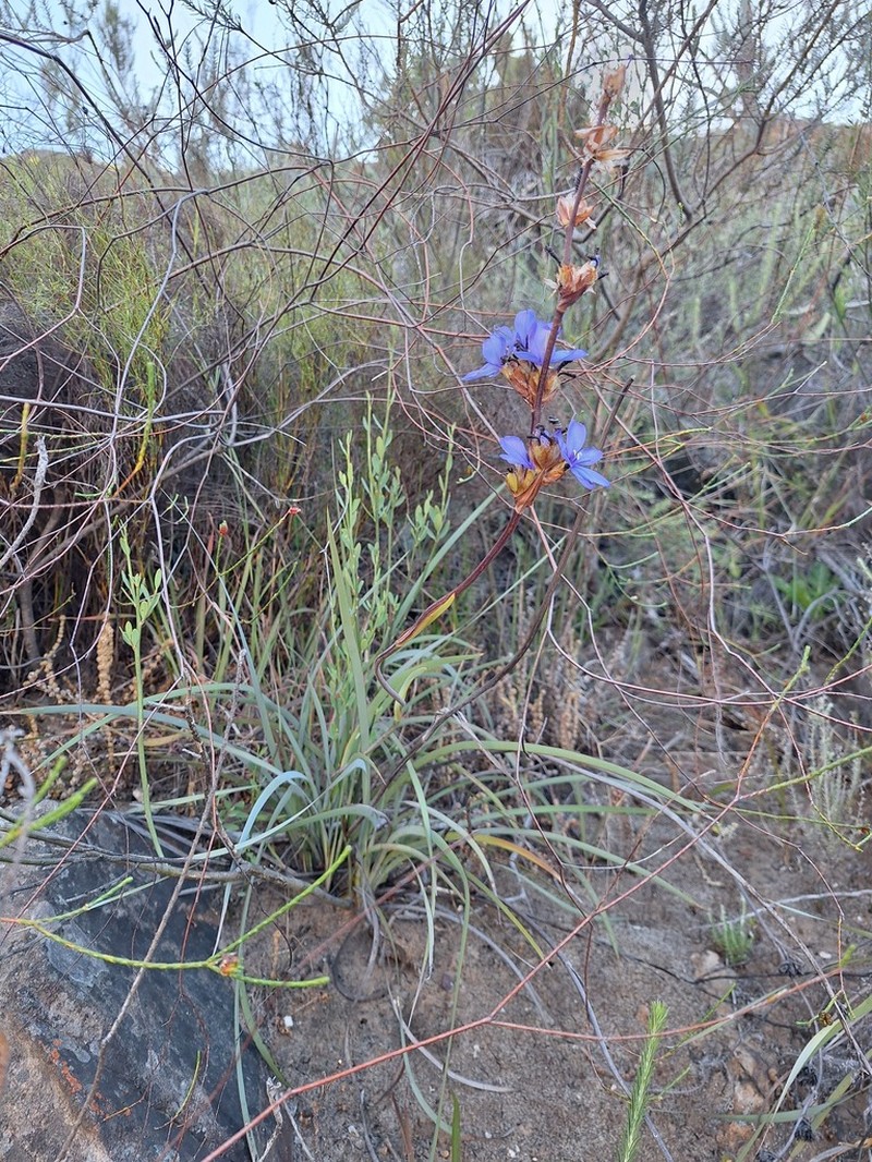 Aristea monticola photo 7