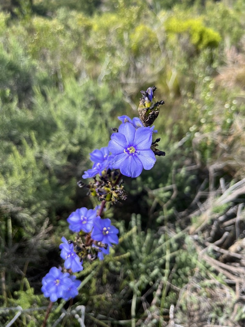 Aristea monticola photo 8