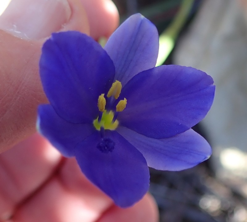 Aristea nana