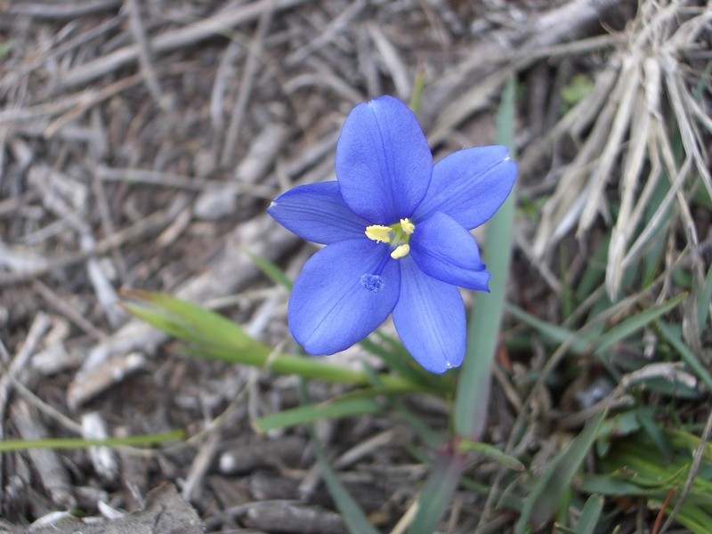 Aristea nana photo 2