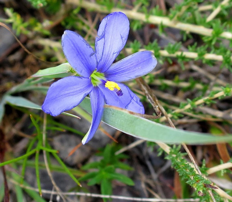 Aristea nana photo 3